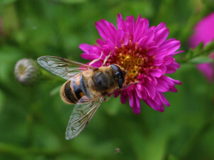 Drone fly / Bilik slamfluga / Eristalis tenax Syrphidae