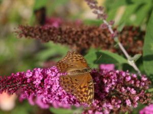 Silver-washed fritillary / Silverstreckad Pärlemofjäril / Argynnis paphia