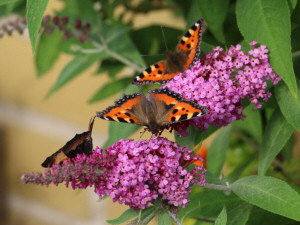 Small tortoiseshell / Nässelfjäril / Aglais urticae