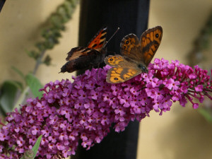 Wall brown / Svingelgräsfjäril / Lasiommata megera