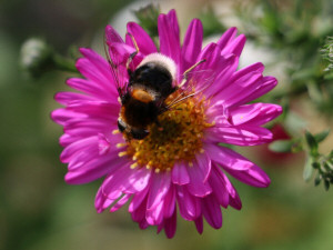 Bumblebee hoverfly / Humleblomfluga / Volucella bombylans