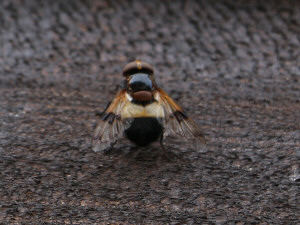 Pellucid Hoverfly / Fönsterblomfluga / Volucella pellucens