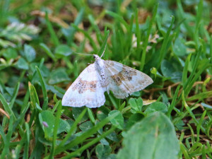 Silver-ground carpet / Backfältmätare / Xanthorhoe montanata