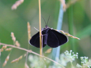 Chimney Sweeper / Sotmätare / Odezia atrata