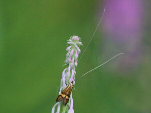 The longhorn moth or yellow-barred long-horn / Lövskogsantennmal / Nemophora degeerella