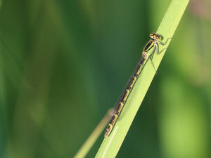 Common Blue Damselfly green form / Blå flickslända / Coenagrion