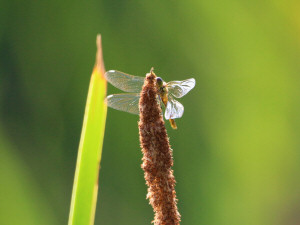 The keeled skimmer / Mindre sjötrollslända / Orthetrum coerulescens