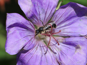 Large scissor-bee / Smörblommebi / Chelostoma florisomne