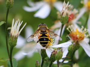 Hoverfly / Hagslamfluga / Eristalis lineata