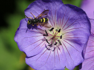 Ornate tailed digger wasp / Rovstekel / Cerceris rybyensis