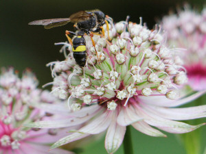 Ornate tailed digger wasp / Rovstekel / Cerceris rybyensis