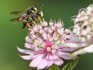 Ornate tailed digger wasp / Rovstekel / Cerceris rybyensis