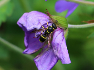 Euodynerus curictensis