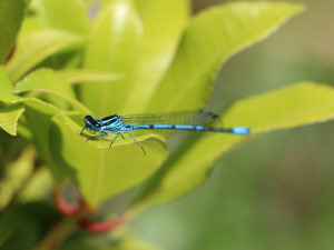 Azure damselfly / Ljus lyrflickslända / Coenagrion puella