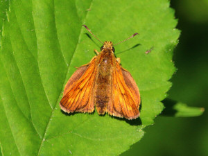 Essex skipper / Mindre tåtelsmygare / Thymelicus lineola