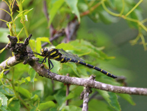 Golden-ringed dragonfly / Kungstrollsända / Cordulegaster boltonii