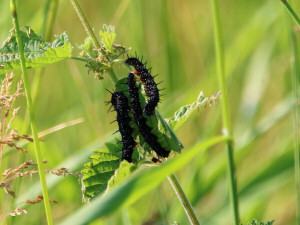 Peacock butterfly caterpillar / Påfågelöga larv / Aglais io