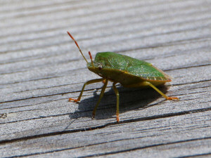 The green shield bug / Grön bärfis eller grönt stinkfly / Palomena prasina