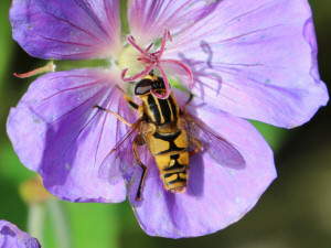 Tiger Hoverfly / Pendelblomfluga - Kärrblomfluga / Helophilus pendulus