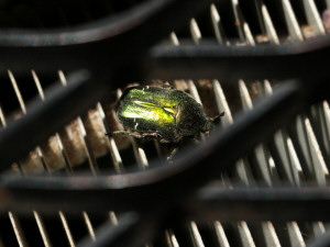 European rose chafer / Gräsgrön Guldbagge / Cetonia aurata