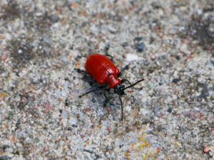 The scarlet lily beetle, red lily beetle / Liljebagge / Lilioceris lilii