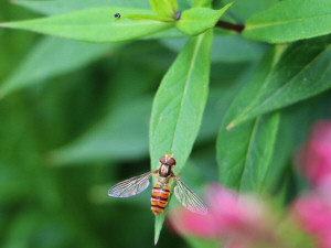 Marmalade hoverfly / Flyttblomfluga eller Baltblomfluga / Episyrphus balteatus