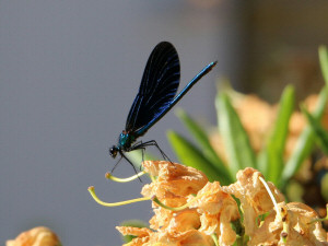 Beautiful demoiselle / Blå Jungfruslända / Calopteryx virgo