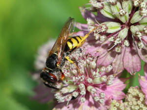 European beewolf / Bivarg / Philanthus triangulum