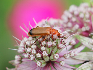 Common red soldier beetle / Prästbagge, Liten flugbagge / Rhagonycha fulva