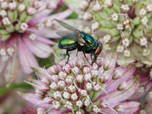 Common Greenbottle / Grön Guldfluga / Lucilia caesa