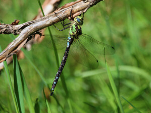 Southern hawker / Blågrön mosaikslända / Aeshna cyanea