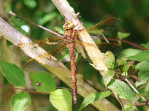 The brown hawker / Brun mosaikslända / Aeshna grandis