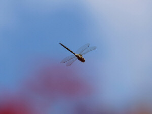 The subarctic darner / Gungflymosaikslända / Aeshna subarctica