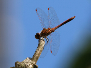 Vagrant darter / Tegelröd ängstrollslända / Sympetrum vulgatum