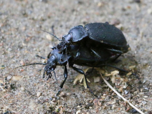 Carabus coriaceus / Läderlöpare / Carabus coriaceus