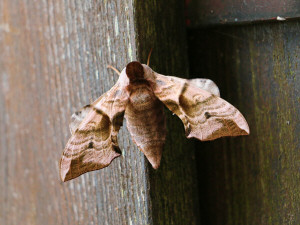 Lime hawk-moth / Lindsvärmare / Mimas tiliae