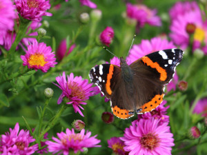 Red admiral / Amiralfjäril / Vanessa atalanta