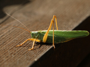 Great green bush-cricket, male / Grön vårtbitare, hane / Tettigonia viridissima