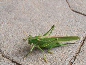 Great green bush-cricket, female / Grön vårtbitare,hona / Tettigonia viridissima