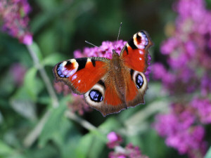 Peacock butterfly / Påfågelöga / Inachis io