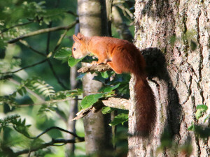 Red squirrel / Röd Ekorre / Sciurus vulgaris