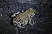 Common toad / Vanlig Padda / Bufo bufo