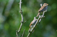 House sparrow, female / Grå sparv, hona / Passer domesticus