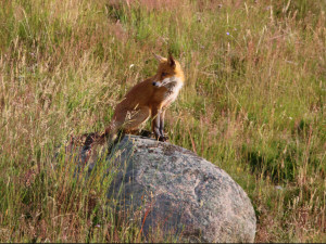 Red fox / Rödräv / Vulpes vulpes