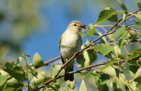 Wood warbler / Grönsångare / Phylloscopus sibilatrix