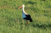 White stork / Vit Stork / Ciconia ciconia