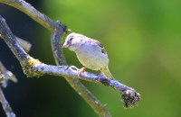 House sparrow, female / Grå sparv, hona / Passer domesticus