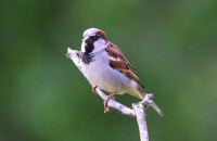 House sparrow, male / Grå sparv, hane / Passer domesticus