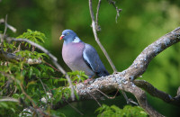 Common wood pigeon / Ringduva / Columba palumbus