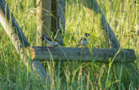 European goldfinch / Steglits / Carduelis carduelis